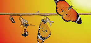 Unlocking the Connection: Human Development and Social-Emotional Excellence