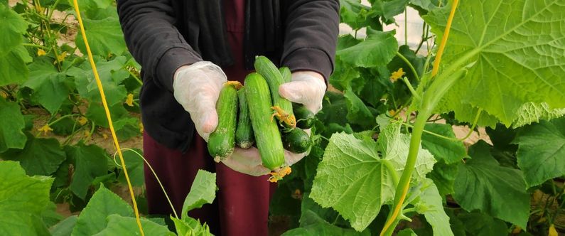 Khayr Qatarna greenhouses installed at three Qatar Foundation schools