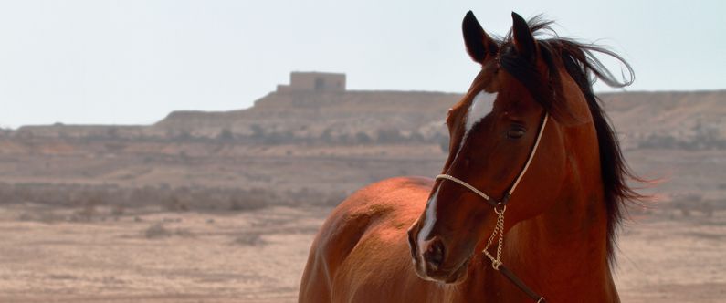 WCM-Q research helps shed light on genetic heritage of the Arabian