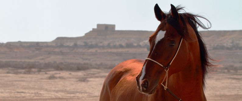 WCM-Q research helps shed light on genetic heritage of the Arabian horse