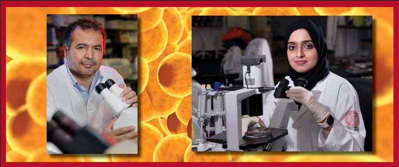 WCM-Q research probes mechanisms of premature aging of fat cells in obesity