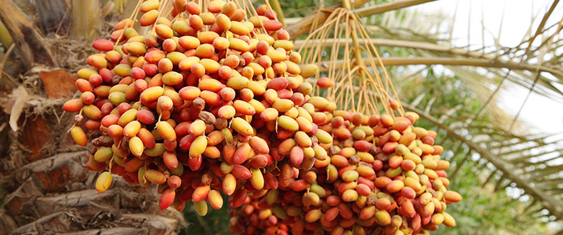 Studying the health benefits of dates