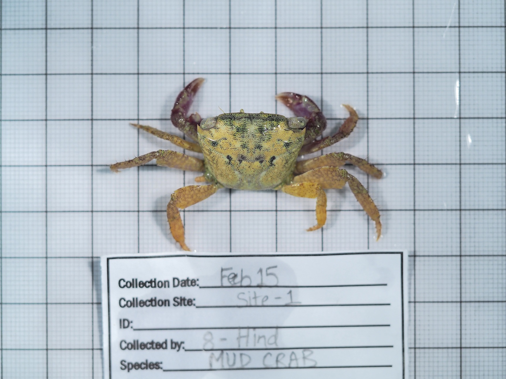 A specimen of a mud crab collected from the Purple Island.