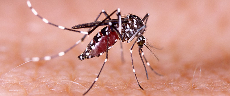 The Zika virus is not considered to be a direct threat to the Gulf at present, but the region is home to the Aedes aegypti mosquito, one of the primary species responsible for the transmission of Zika virus.