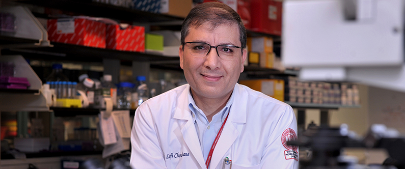 WCM-Q scientists investigate whether camels hold a cure for COVID