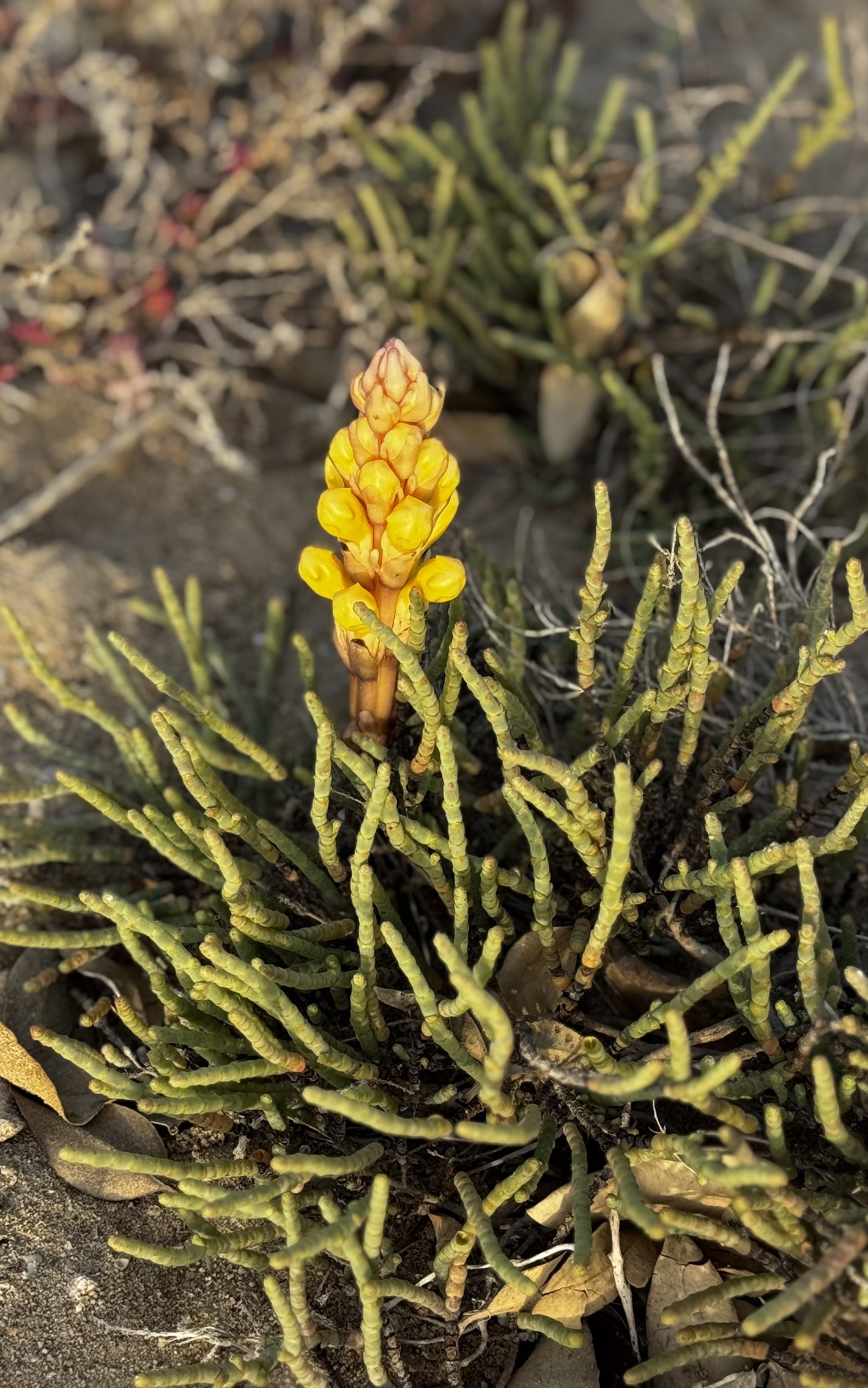 A desert hyacinth.