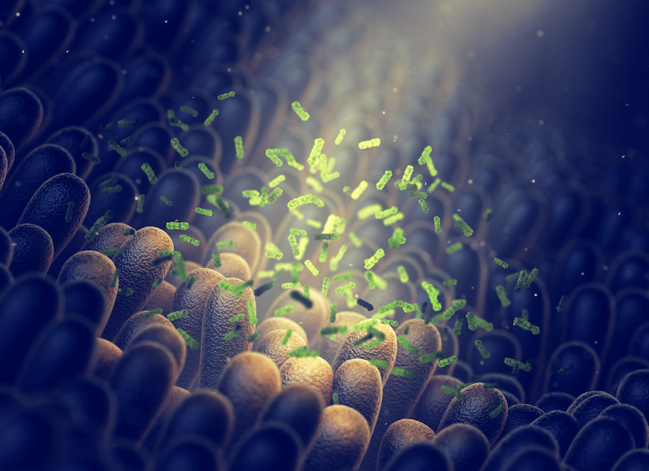 Role of the Gut Microbiota in Health and Disease