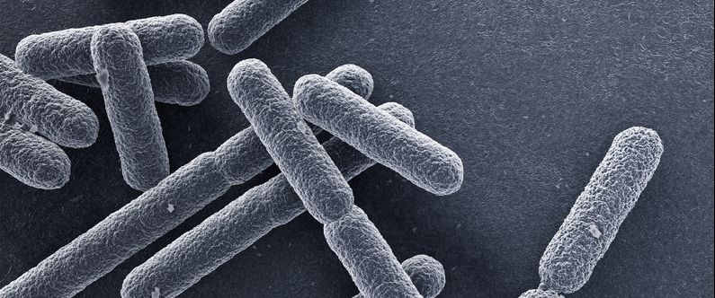 WCM-Q researchers help reprogram bacteria cells to deliver anti-cancer drugs