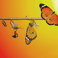 Unlocking the Connection: Human Development and Social-Emotional Excellence