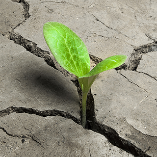 LIVE WEBINAR: The Living Gap: Bridged by Life - Compassion