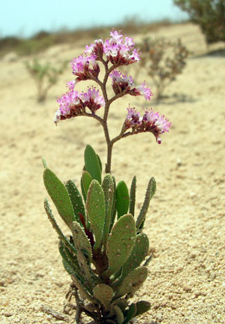 Blooming in the desert heat, another Dr Renee Richer photograph