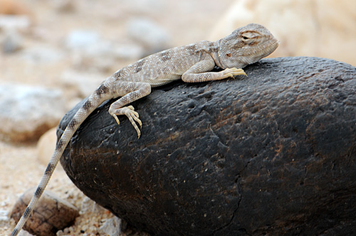 Richer's captures wildlife pictures in the Qatari desert