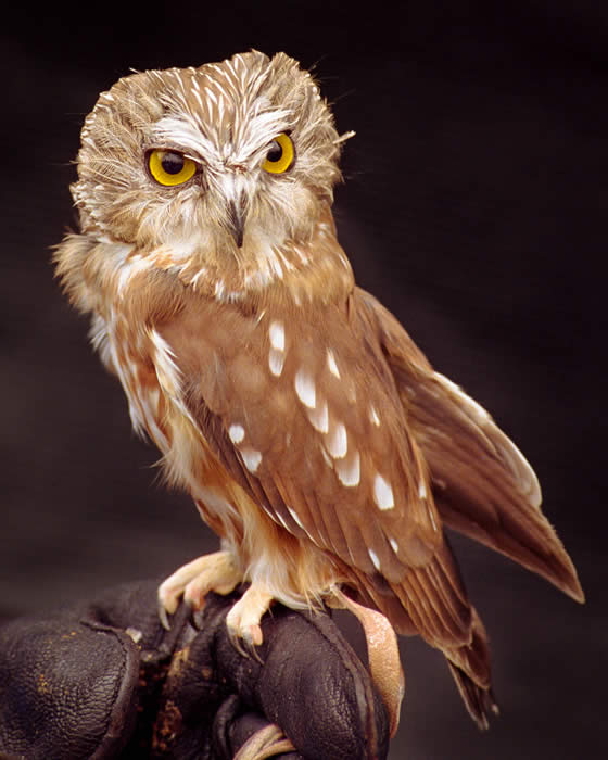 owl