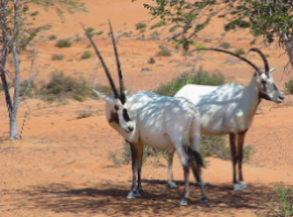 oryx